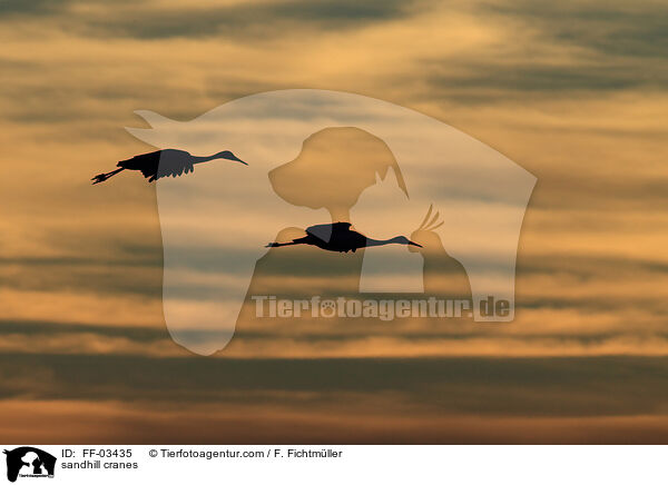sandhill cranes / FF-03435
