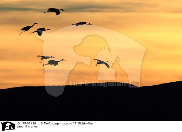sandhill cranes / FF-03436