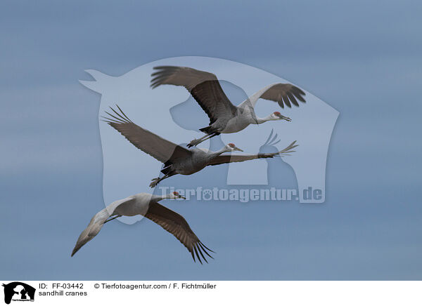 sandhill cranes / FF-03442
