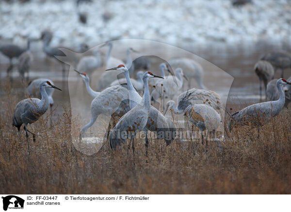 sandhill cranes / FF-03447