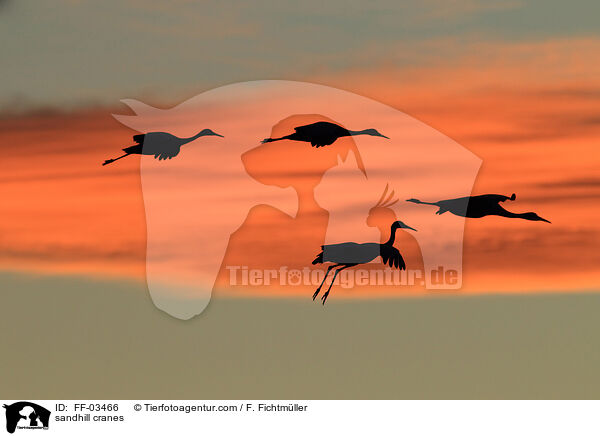 sandhill cranes / FF-03466