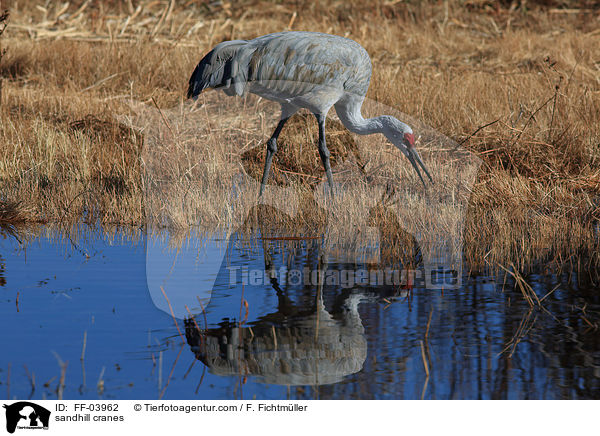 sandhill cranes / FF-03962
