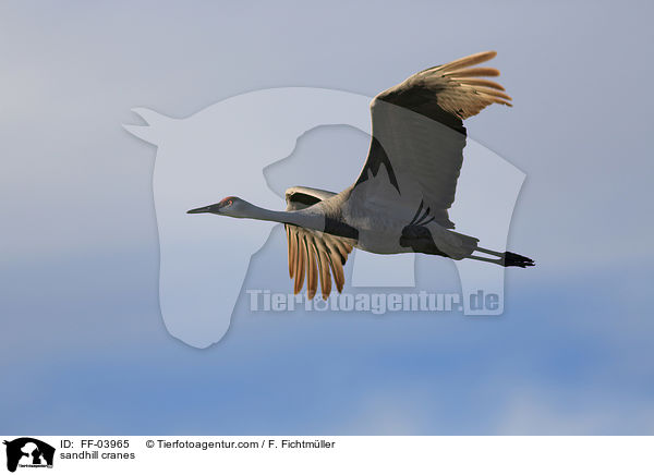 sandhill cranes / FF-03965