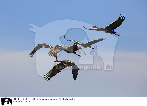 sandhill cranes / FF-03966