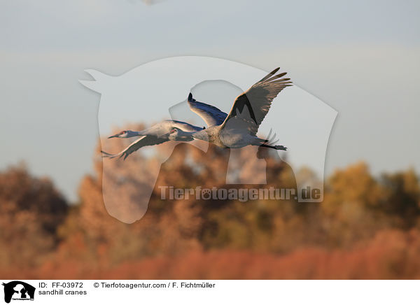 sandhill cranes / FF-03972