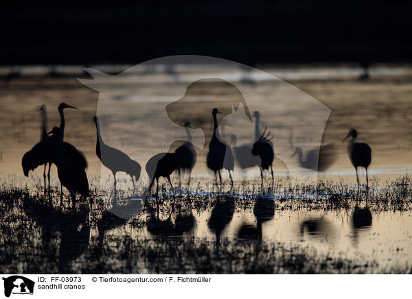 sandhill cranes / FF-03973