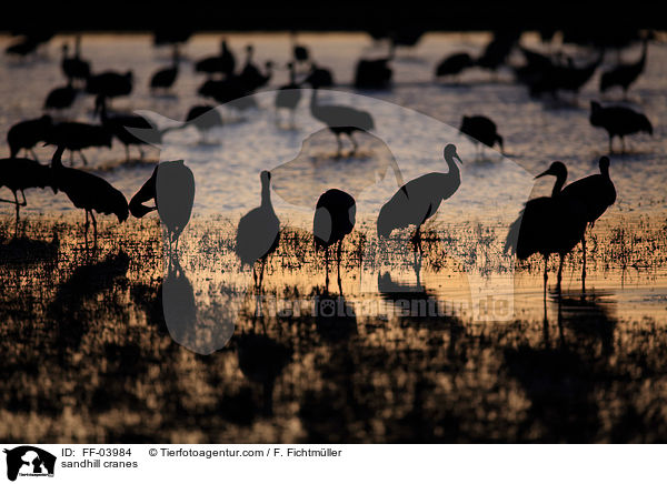 sandhill cranes / FF-03984