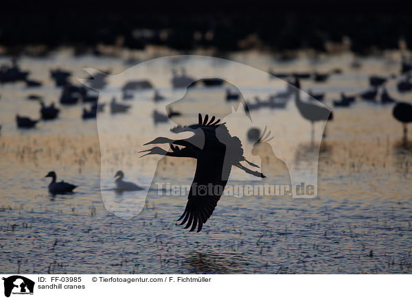 sandhill cranes / FF-03985