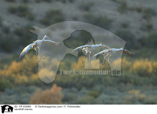 sandhill cranes / FF-03995