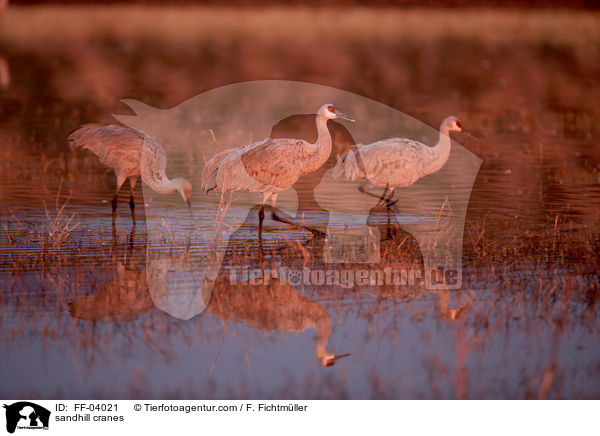 sandhill cranes / FF-04021