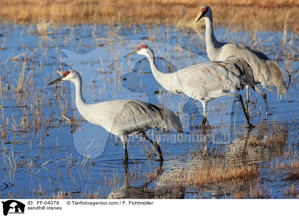 sandhill cranes / FF-04078