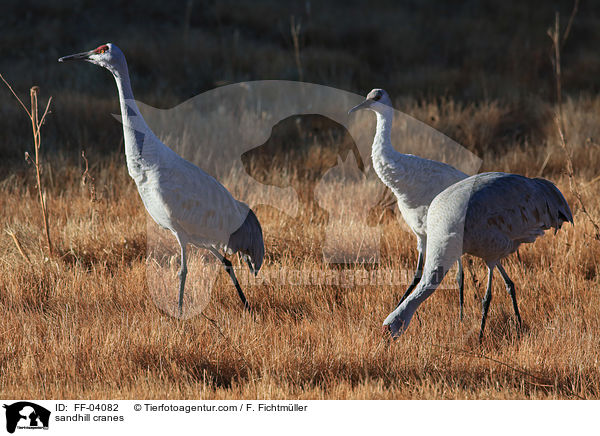 Kanadakraniche / sandhill cranes / FF-04082