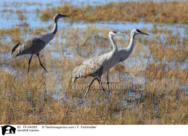 sandhill cranes / FF-04085