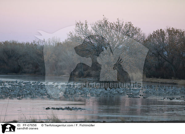 sandhill cranes / FF-07656