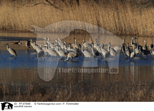 Kanadakraniche / sandhill cranes / FF-07688