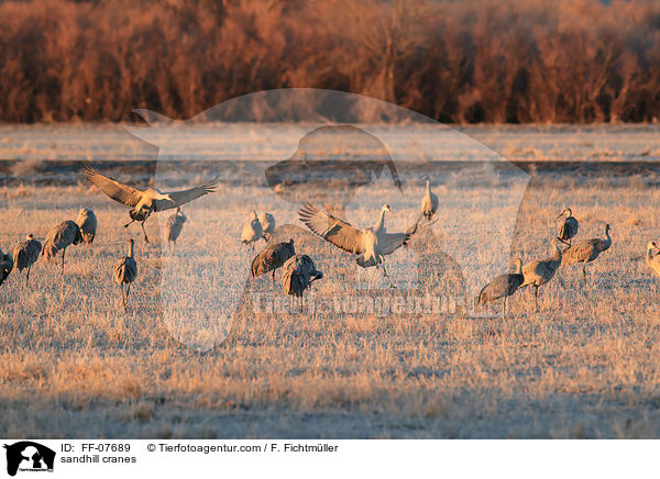 Kanadakraniche / sandhill cranes / FF-07689