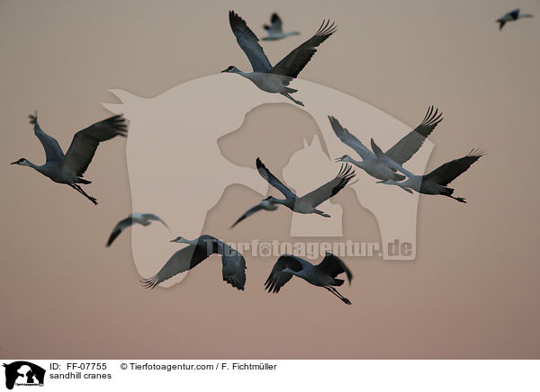 Kanadakraniche / sandhill cranes / FF-07755