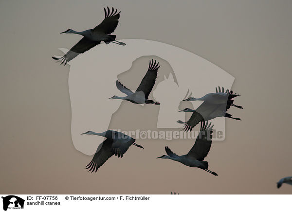 Kanadakraniche / sandhill cranes / FF-07756