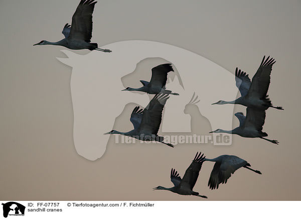 sandhill cranes / FF-07757