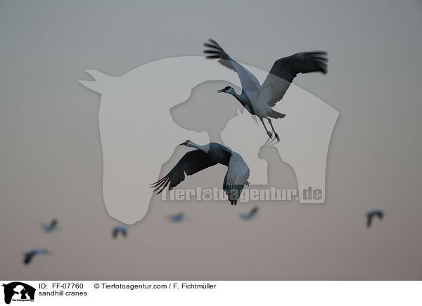 sandhill cranes / FF-07760
