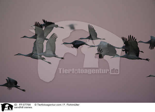 Kanadakraniche / sandhill cranes / FF-07768