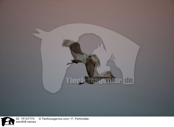 Kanadakraniche / sandhill cranes / FF-07770
