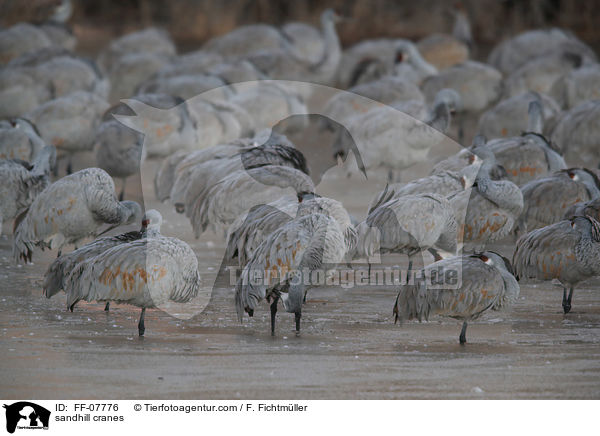 Kanadakraniche / sandhill cranes / FF-07776