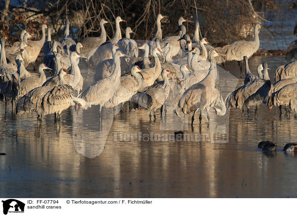 Kanadakraniche / sandhill cranes / FF-07794