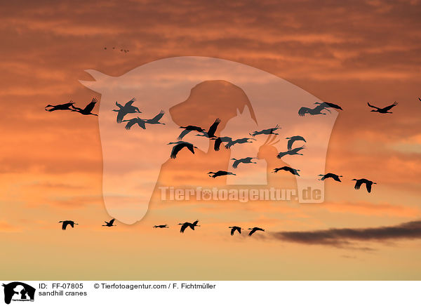 Kanadakraniche / sandhill cranes / FF-07805