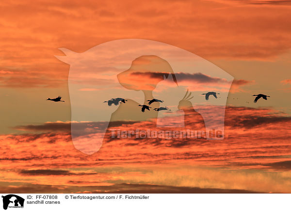 Kanadakraniche / sandhill cranes / FF-07808