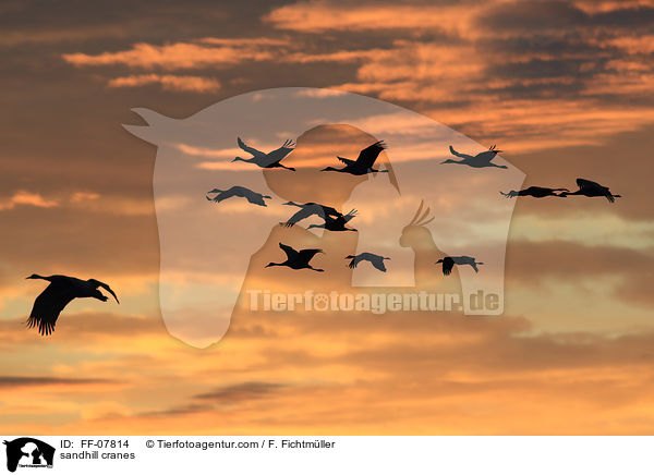 Kanadakraniche / sandhill cranes / FF-07814