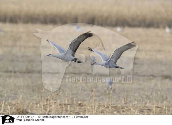flying Sandhill Cranes / FF-09427