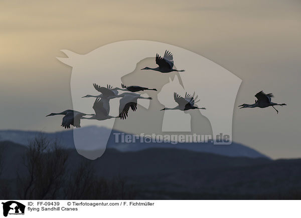 flying Sandhill Cranes / FF-09439