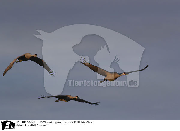 flying Sandhill Cranes / FF-09441