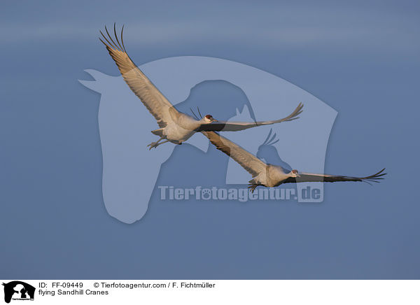 flying Sandhill Cranes / FF-09449