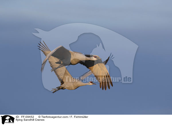 flying Sandhill Cranes / FF-09452
