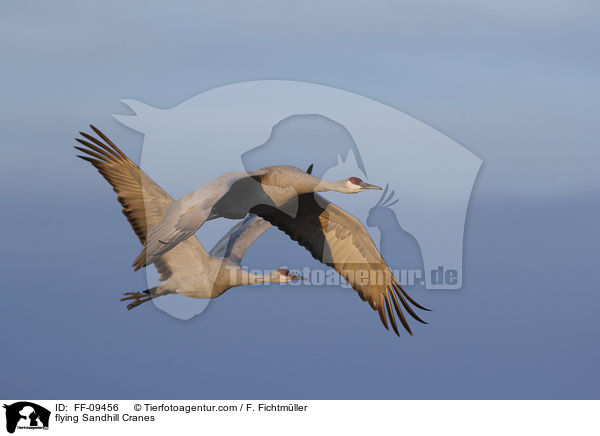 fliegende Kanadakraniche / flying Sandhill Cranes / FF-09456