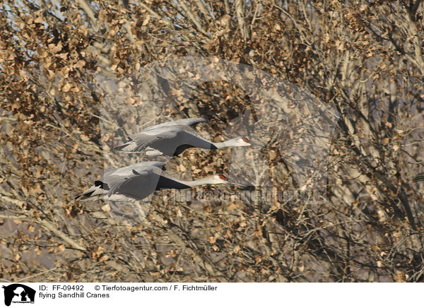 fliegende Kanadakraniche / flying Sandhill Cranes / FF-09492