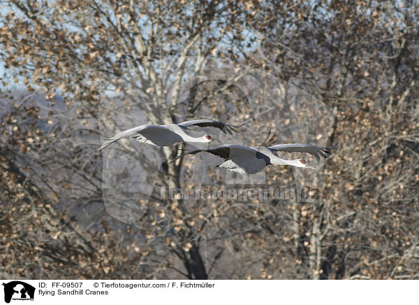 flying Sandhill Cranes / FF-09507
