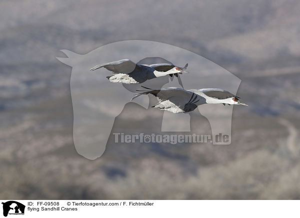 flying Sandhill Cranes / FF-09508
