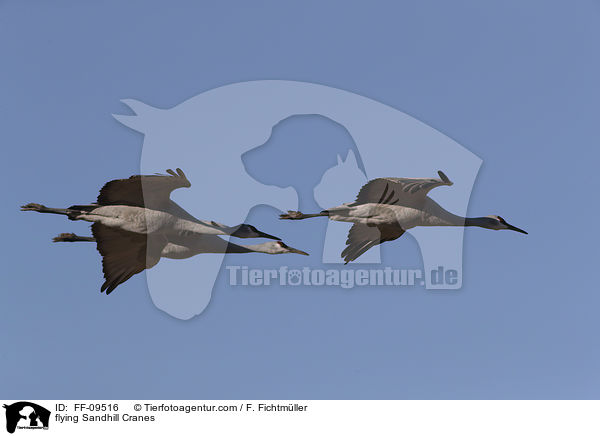 fliegende Kanadakraniche / flying Sandhill Cranes / FF-09516