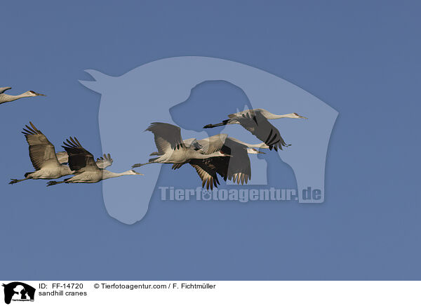Kanadakraniche / sandhill cranes / FF-14720