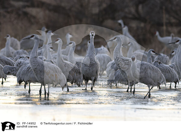 sandhill cranes / FF-14952