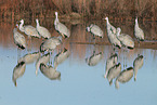 sandhill cranes