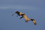 flying Sandhill Cranes