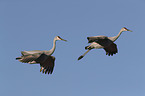 flying Sandhill Cranes