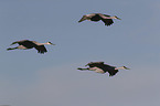 flying Sandhill Cranes