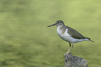 common sandpiper