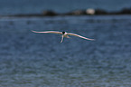 Sandwich tern