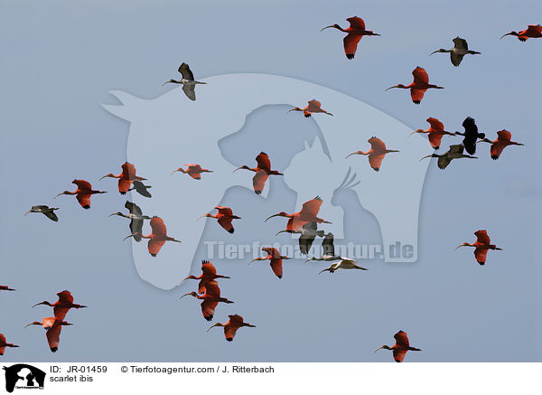 scarlet ibis / JR-01459